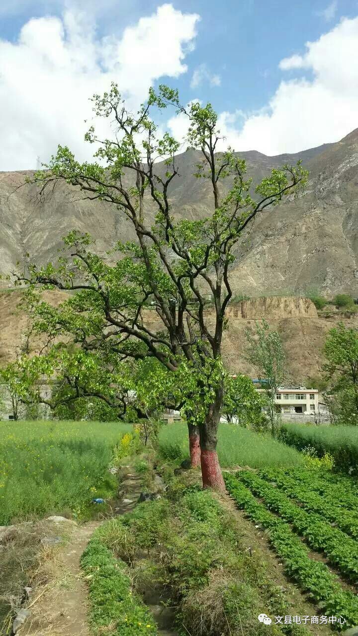 文县贾昌一个“胖子”变”瘦子“的过程