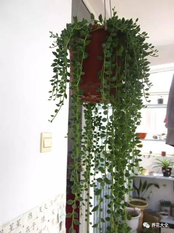 吊兰的种类有哪些哪种适合室内养 (10种公认最好养的花吊兰)
