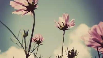 我心素已闲,我心素已闲原文