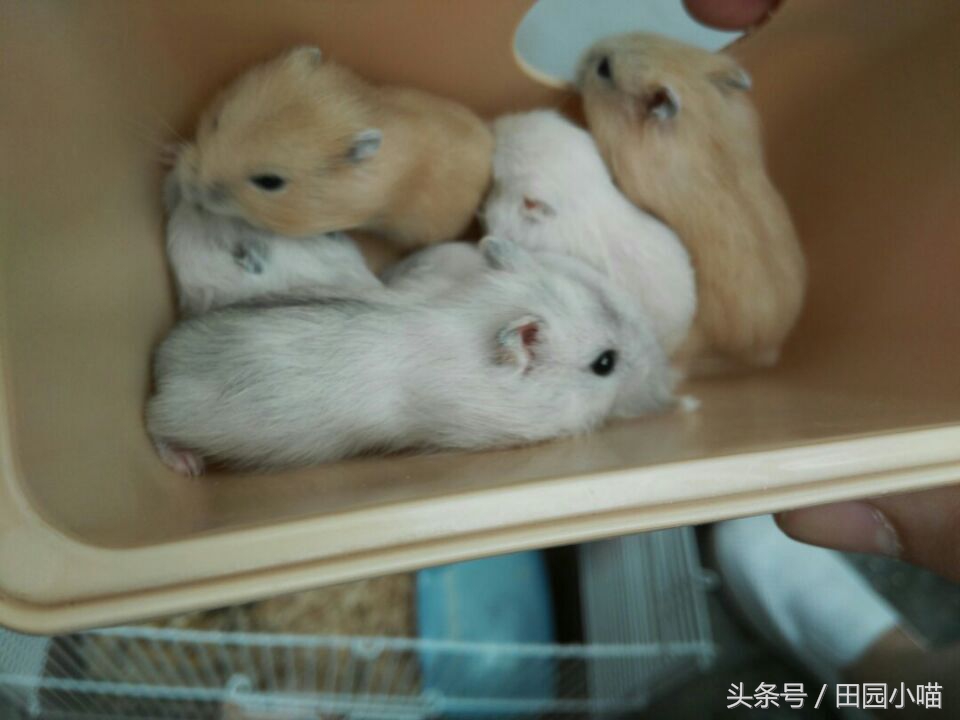 花10元买了两只小仓鼠，没想到几个月后收获一窝软萌的糯米团子