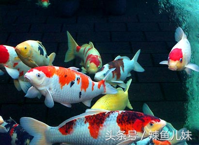 冬季适合养什么观赏鱼,冬天适合养什么观赏鱼小型