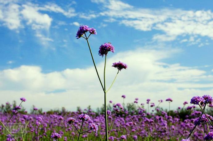 中国最大的薰衣草庄园,世界最漂亮的薰衣草庄园图片