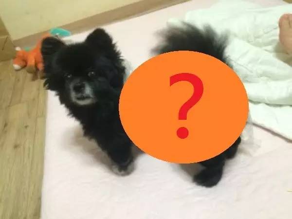 给狗狗洗澡的方法简单易学又省钱,学会这一招让狗狗乖乖听话