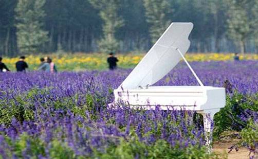 北京的薰衣草庄园门票,北京薰衣草庄园门头沟
