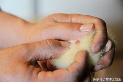 分公母是什么,分公母的讲究视频