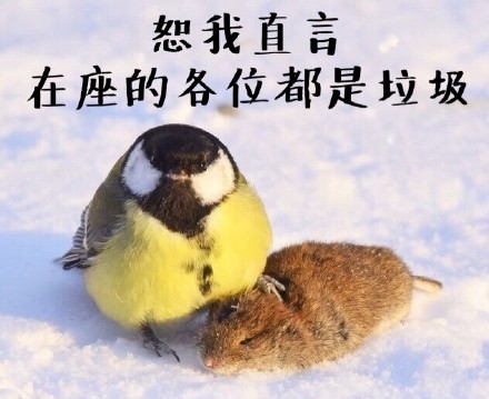 鸟界平头哥，传说中的“食脑狂魔”、“僵尸鸟”，霸气侧漏！