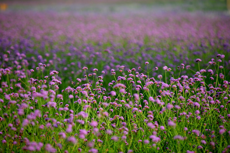 中国最大的薰衣草庄园,世界最漂亮的薰衣草庄园图片