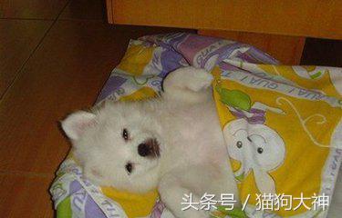 去宠物医院检测,宠物医院给狗狗量体温的方法