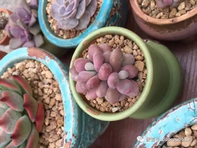 入肉坑,入坑一年半的新手养肉心得