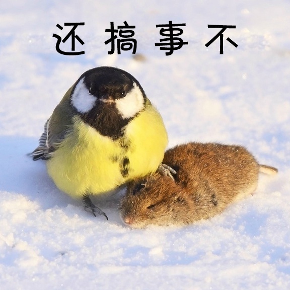 鸟界平头哥，传说中的“食脑狂魔”、“僵尸鸟”，霸气侧漏！