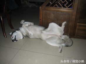 哈士奇易患的五大疾病，为了二哈的安全铲屎官们都进来看看吧！