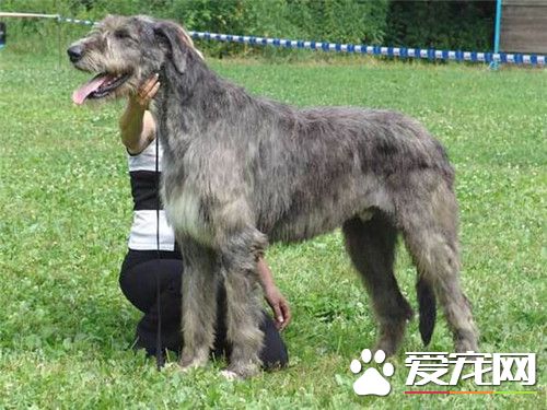 2014年爱尔兰猎狼犬出售最新消息,爱尔兰猎狼犬宠物店