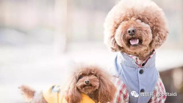 小泰迪不能吃什么食物,小泰迪不能吃的有哪些