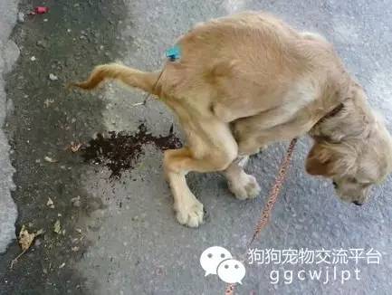 狗狗急性肠胃炎拉稀带血怎么治,狗狗又吐又拉稀带血是什么原因