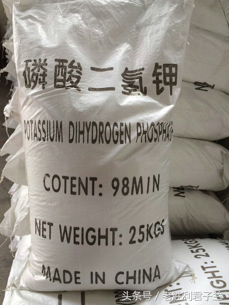 君子兰怎么养才能更旺盛开花多,君子兰怎么养才能旺盛开花