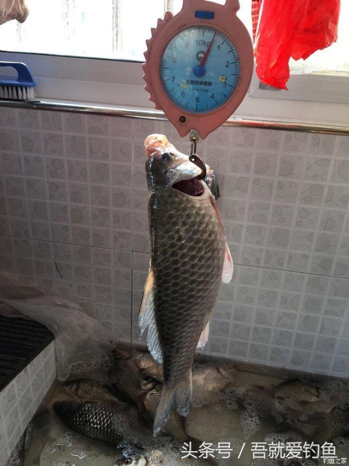 大湖冬钓鲫鱼怎么找钓点,平天湖初冬