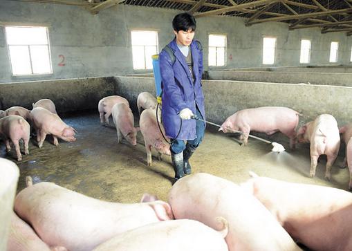 猪口蹄疫的最佳治疗方法,养殖户得了口蹄疫怎么办