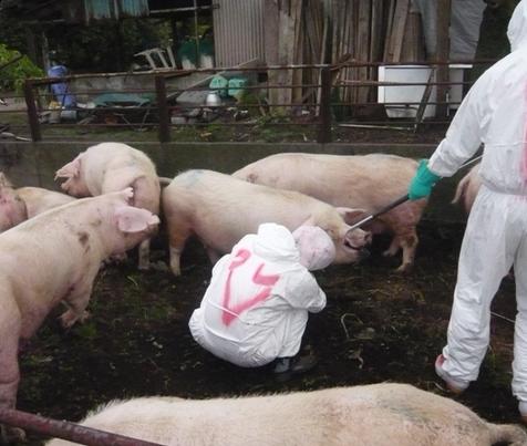 猪口蹄疫的最佳治疗方法,养殖户得了口蹄疫怎么办