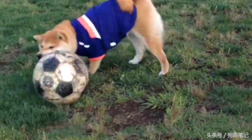 柴犬狗狗笑萌表情,柴犬狗狗才艺训练