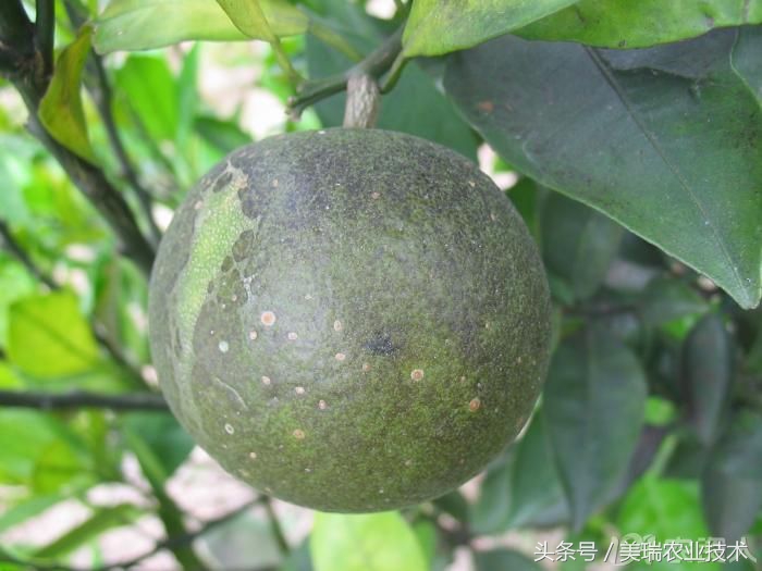 柑橘病虫害管理及营养管理ppt,柑橘花露白时应防治好哪些病虫害