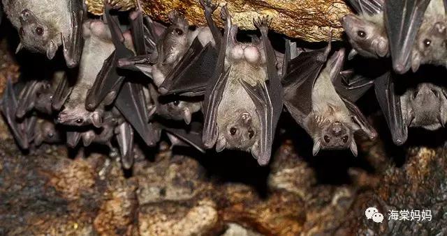 海棠科普丨天啊，居然还有这种排便方式