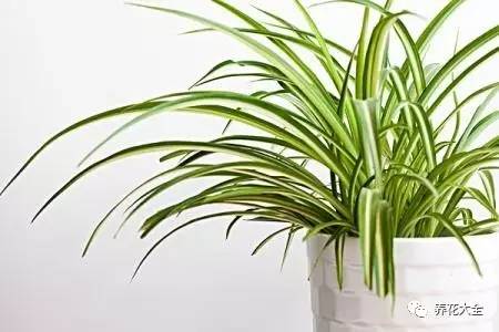 吊兰妙招,学会这四招轻松把花养得枝繁叶茂