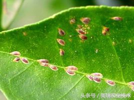 柑橘病虫害管理及营养管理ppt,柑橘花露白时应防治好哪些病虫害