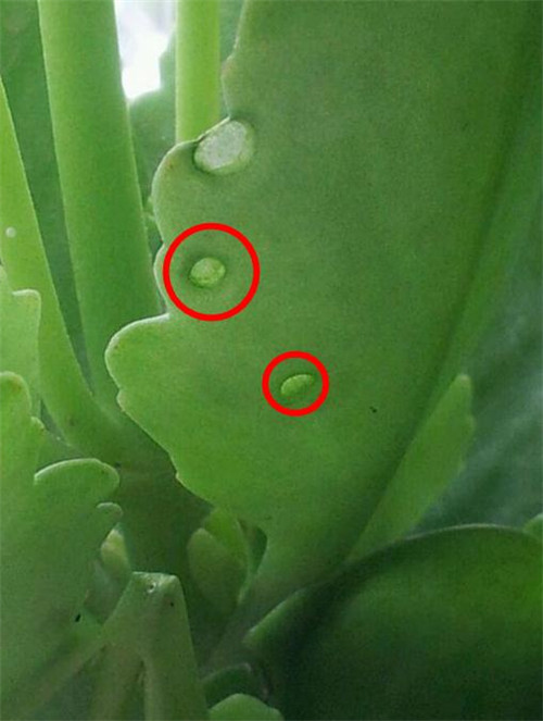 长寿花开过花了如何养能再次开花,冬季刚买的带花苞的长寿花怎样养