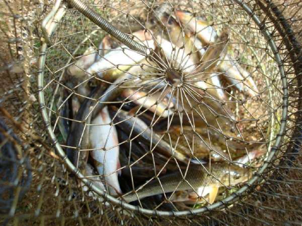 野钓鲫鱼打串钩自制竿架,老钓鱼人传授自制串钩和海竿架