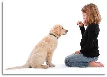 狗狗爱捡东西怎么回事,狗狗爱乱叼东西怎么办啊