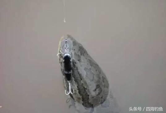 黑鱼钓法技巧视频教程,冬钓黑鱼的常用钓法及饵料配方