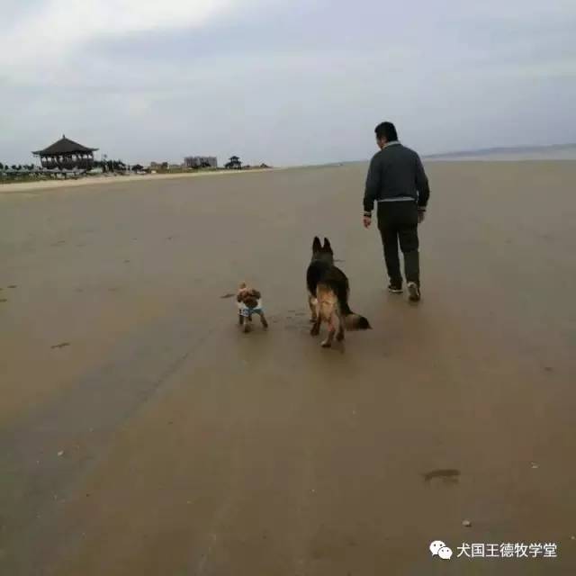 刘阿姨德牧,福多多德牧