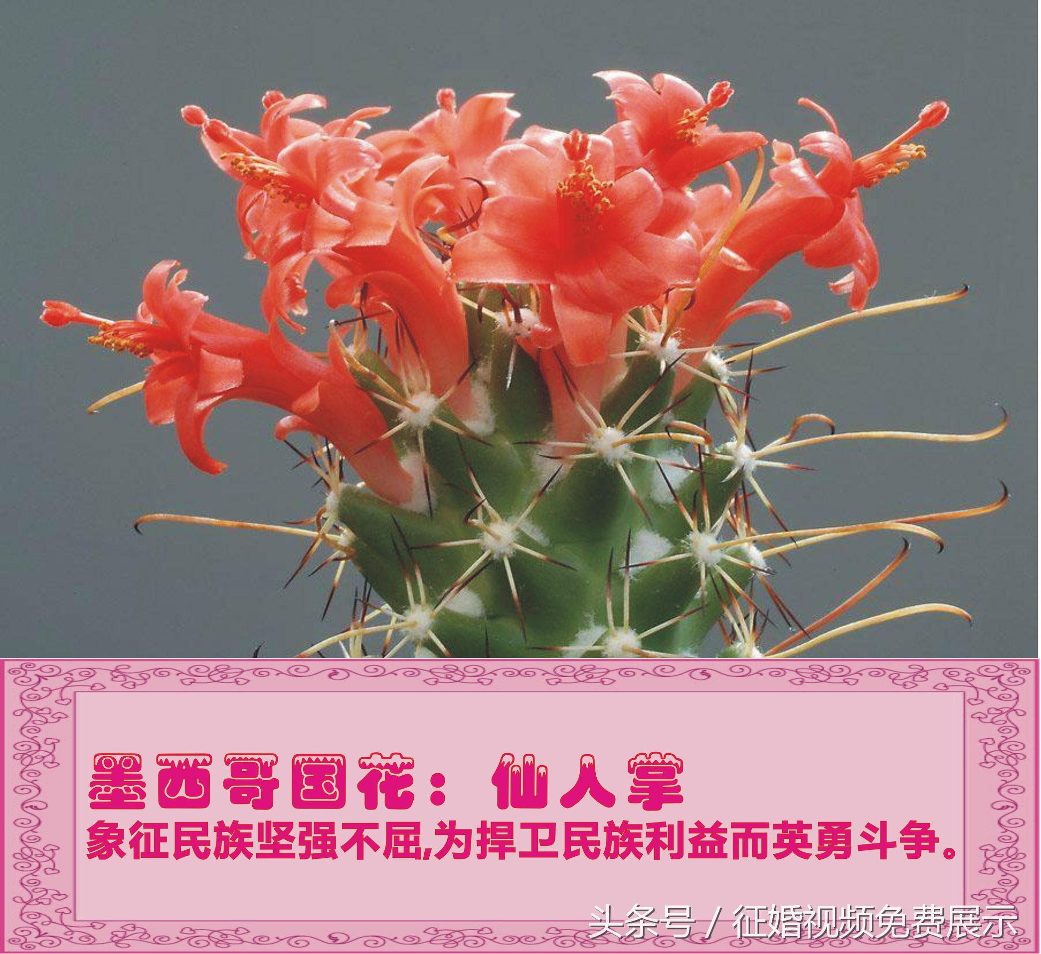 各国国花及象征意义,世界各国国花及寓意