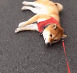 狗狗一牵引就不动怎么办,狗狗一撒手就叫不回来怎么办