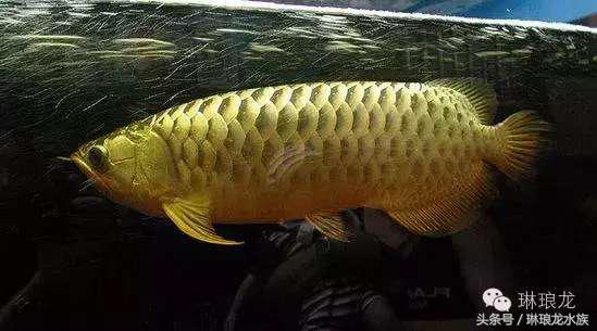 你家龙鱼在警告你有危险！你居然不知道！