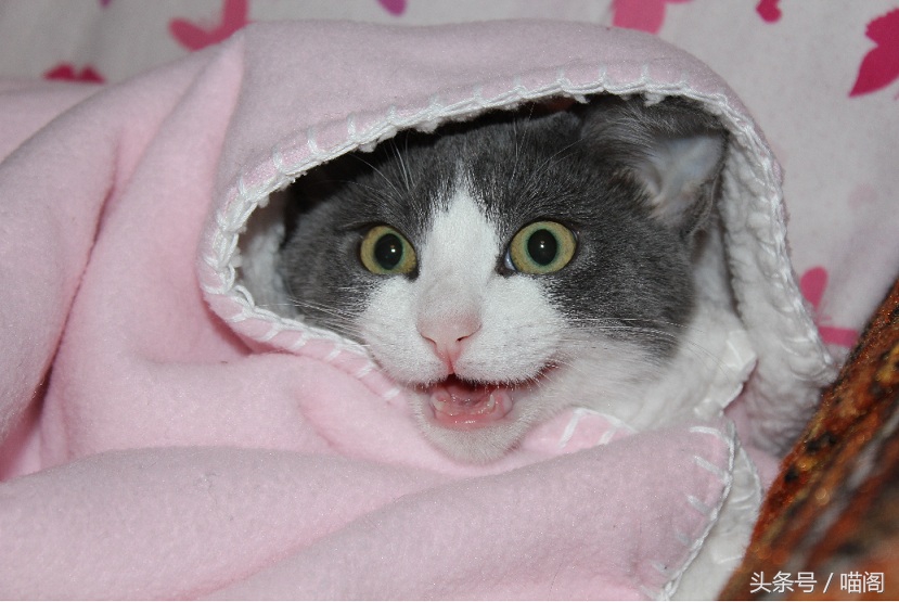 猫咪排名前十的猫,世界最温顺的猫排名榜