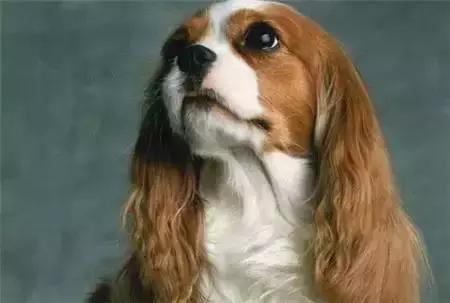 毛发白色的狗狗种类,最重感情的狗狗种类