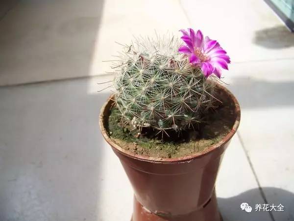 水养发财树绿萝黄叶掉叶怎样补救,绿萝发财树怎么养不烂根