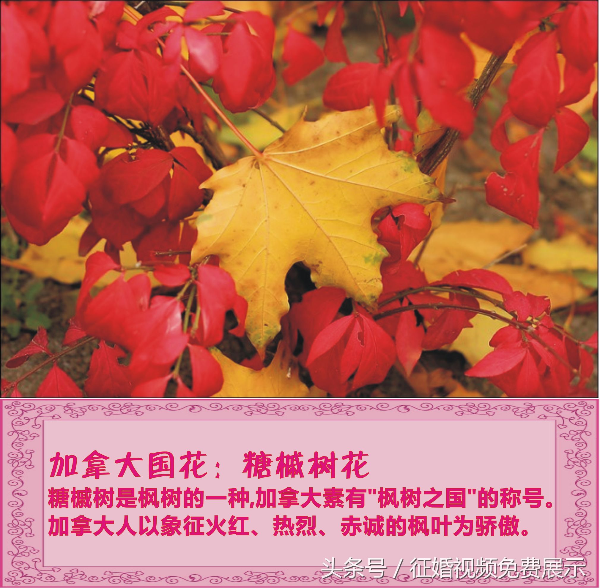 各国国花及象征意义,世界各国国花及寓意