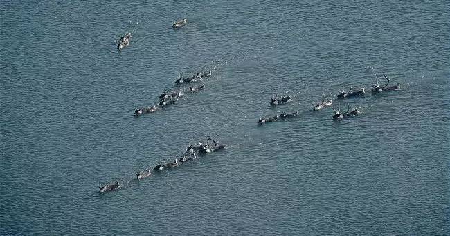 圣诞老人骑的那个鹿叫什么鹿,圣诞老人的坐骑麋鹿到底有多大