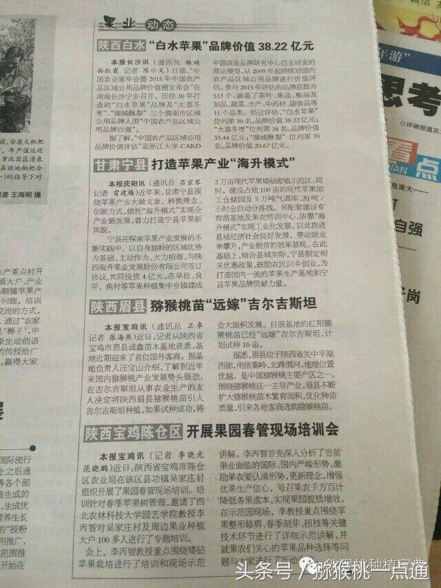 人工种植猕猴桃苗木价格,种植什么品种猕猴桃最有销路