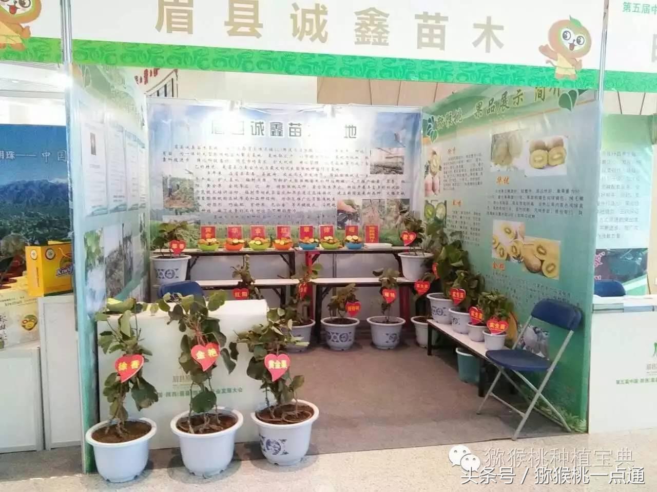 人工种植猕猴桃苗木价格,种植什么品种猕猴桃最有销路