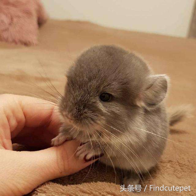 适合5岁小朋友的宠物,最适合五年级小朋友养的宠物