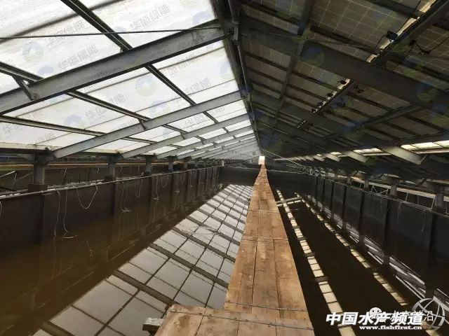 鱼虾住进光伏大棚，“头顶”还能发电