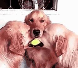 金毛最聪明的一只狗狗,金毛最有灵性是最懂事的狗