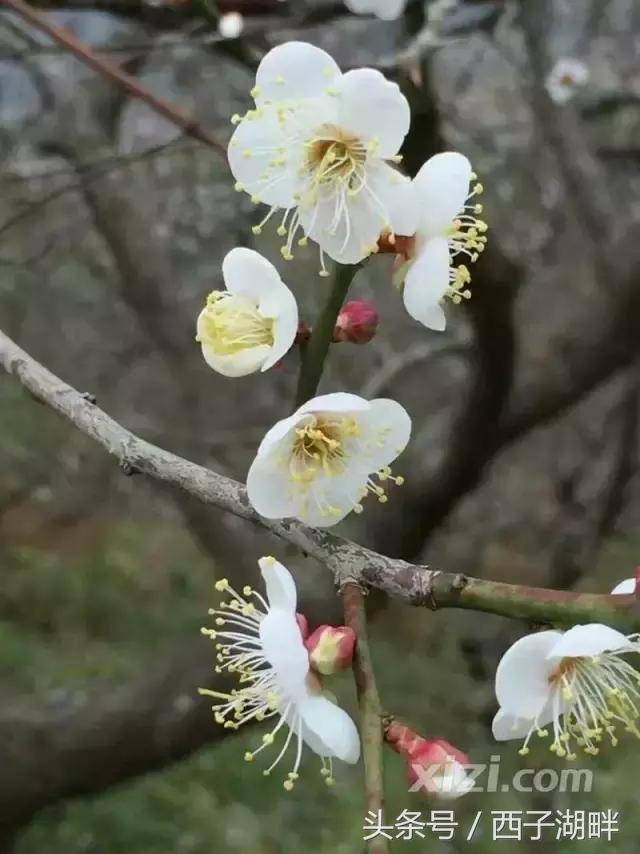 惠州梁化梅园最佳时间,惠州梁化梅园