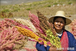 藜麦超级食物,正宗藜麦