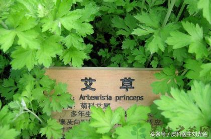 端午节的艾草是最好的,在端午节的时候艾草有什么作用