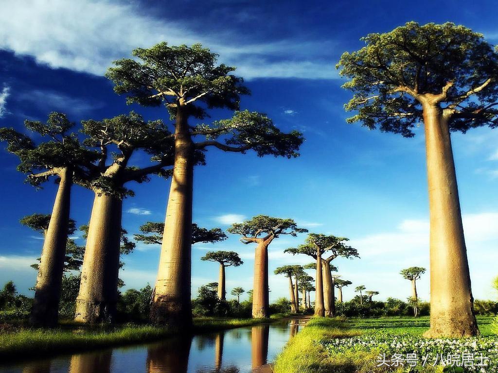 非洲就是“不毛之地”的代名词?错了,那的奇葩植可不少物!