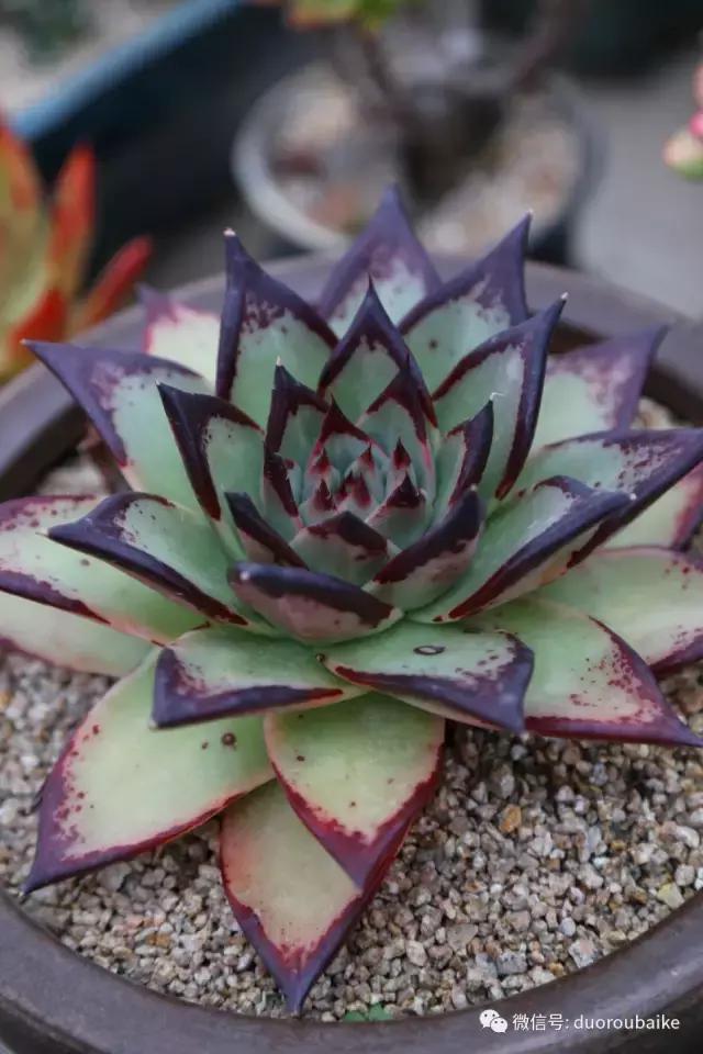 黄金麦饭石是真正麦饭石吗,黄金软麦饭石真假